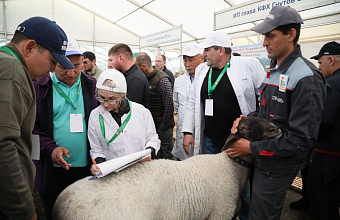 Dagestan to host All-Russian exhibition of purebred sheep and goats