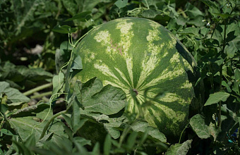 Dagestan agrarians expand melon cultivation areas