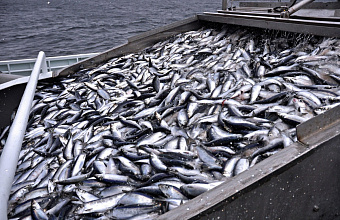 Shallowing of Caspian Sea Most Severely Impacts Coastal Fishing – Fisheries Committee