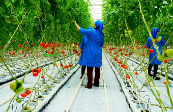 More than 2.9 hectares of greenhouse complexes built in mountainous territories of Dagestan since 2022 